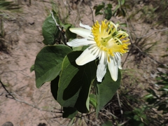 Passiflora mansoi