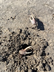 Minuca longisignalis