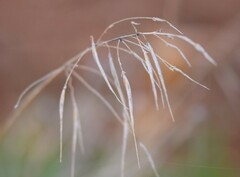 Bromus sterilis
