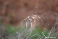 Bromus sterilis
