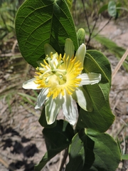 Passiflora mansoi