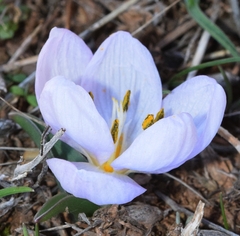 Colchicum triphyllum
