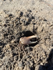 Minuca longisignalis