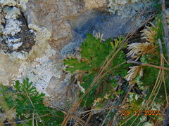 Selaginella lepidophylla