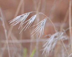 Bromus tectorum