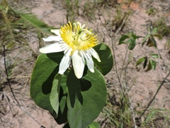 Passiflora mansoi