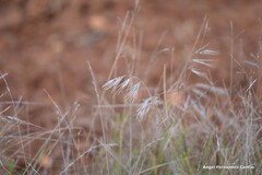 Bromus tectorum