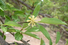 Rubiaceae