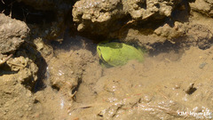 Hyla suweonensis