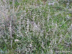 Teucrium pseudochamaepitys