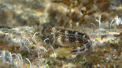 Microlipophrys canevae