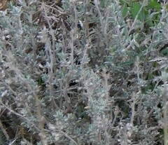 Thymus vulgaris