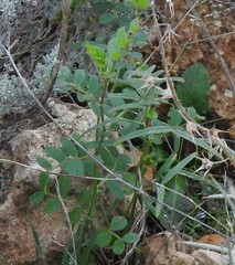 Vicia hybrida