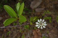 Rubiaceae