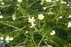 Ranunculus subrigidus