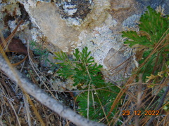 Selaginella lepidophylla