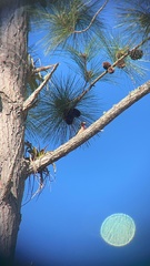 Melanerpes portoricensis