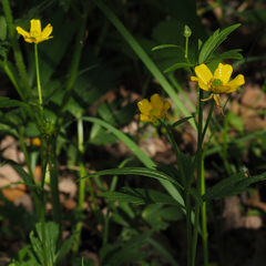 Ranunculus hispidus