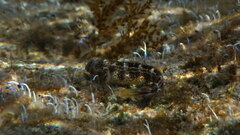 Microlipophrys canevae