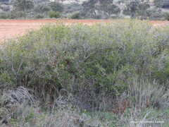 Quercus coccifera