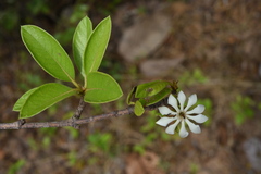 Rubiaceae
