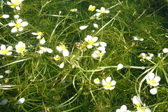Ranunculus subrigidus