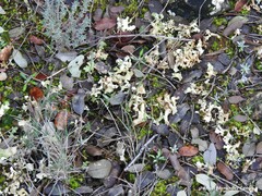 Cladonia foliacea