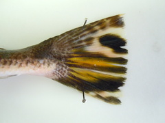 Platycephalus australis