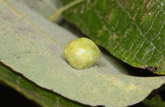Euura pedunculi