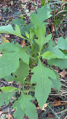 Smallanthus uvedalia