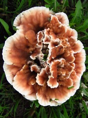 Abortiporus biennis