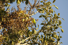 Chloropsis aurifrons