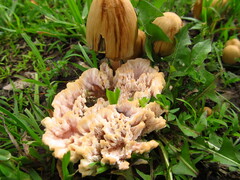Abortiporus biennis