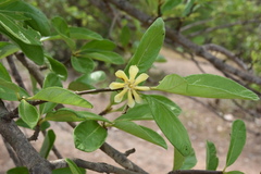 Rubiaceae
