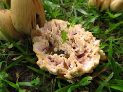 Abortiporus biennis