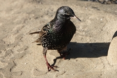 Sturnus vulgaris