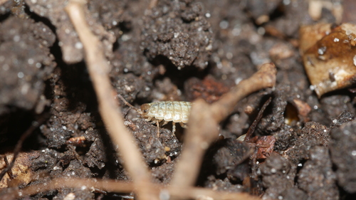 Common Striped Woodlouse photo 6