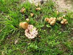 Abortiporus biennis