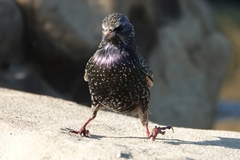 Sturnus vulgaris