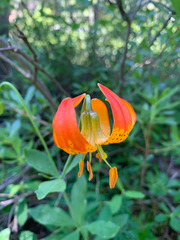 Lilium pardalinum shastense