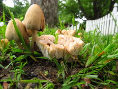 Abortiporus biennis
