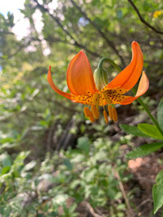 Lilium pardalinum shastense