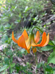 Lilium pardalinum shastense