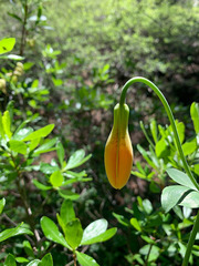 Lilium pardalinum shastense