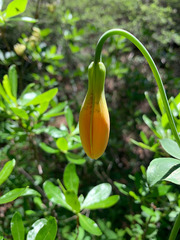 Lilium pardalinum shastense