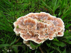 Abortiporus biennis
