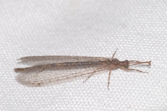 Neuroleon distichus