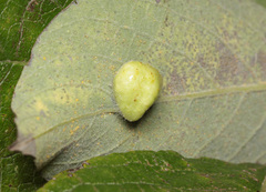 Euura pedunculi