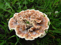 Abortiporus biennis