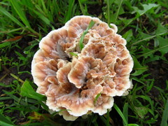 Abortiporus biennis
